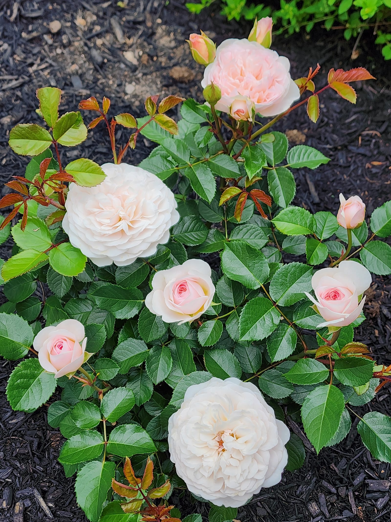 Eden roses in bloom